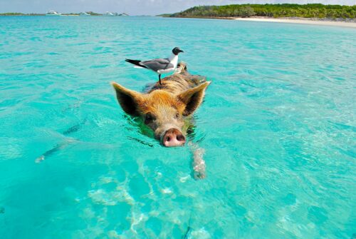 Pig,Swimming,In,The,Ocean,In,The,Bahamas,With,Seagull