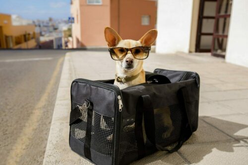 Chihuahua,Dog,In,Transport,Bag,Or,Box,Ready,To,Travel